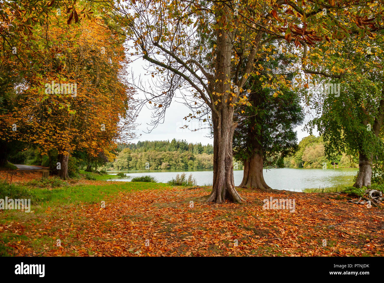 Autumnal day, with fallen leaves at Shearwater, Wiltshire Stock Photo