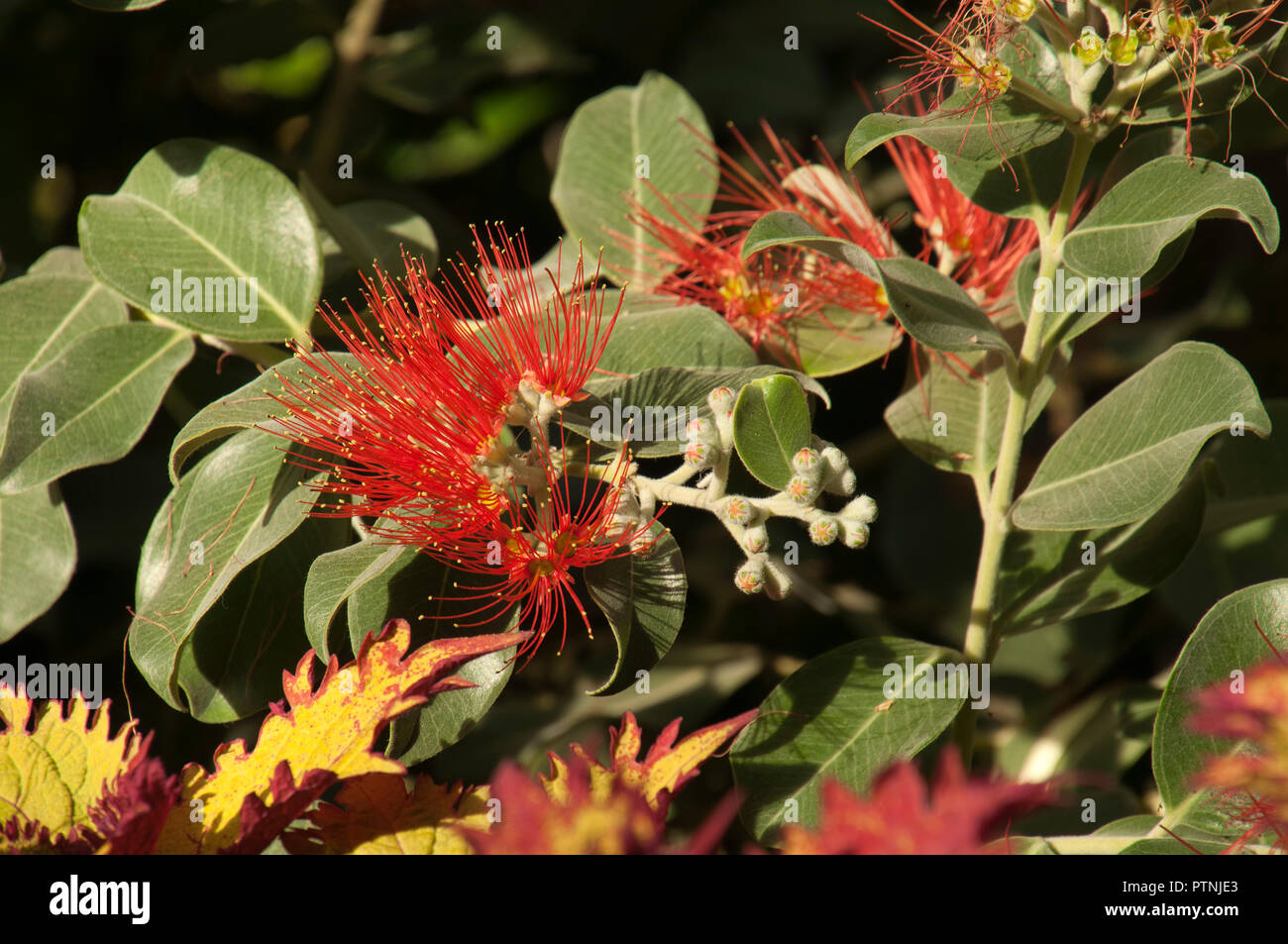 Australia Christmas Bush High Resolution Stock Photography and Images