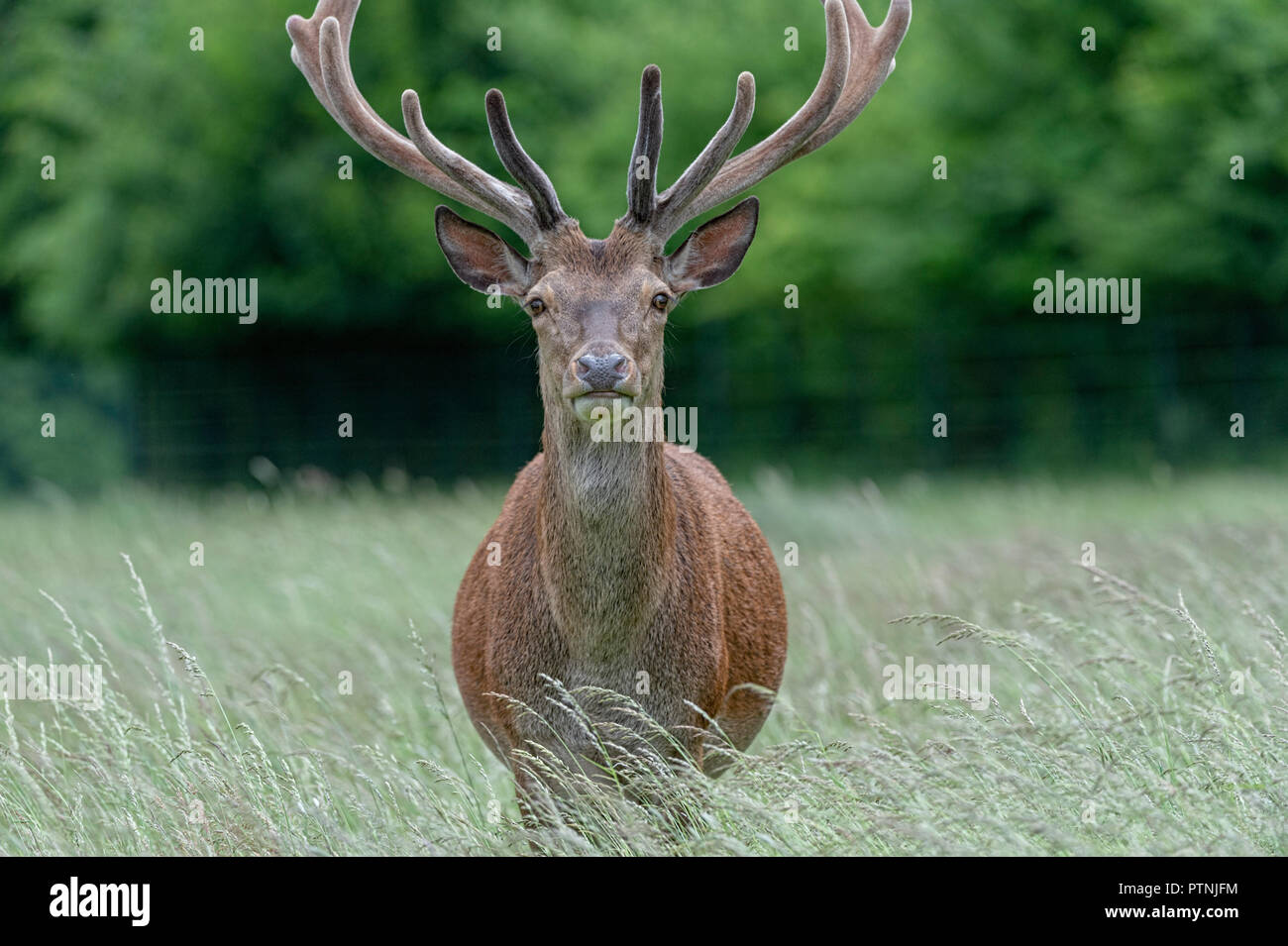 Red Stag Live Chat Red Stag Live Chat