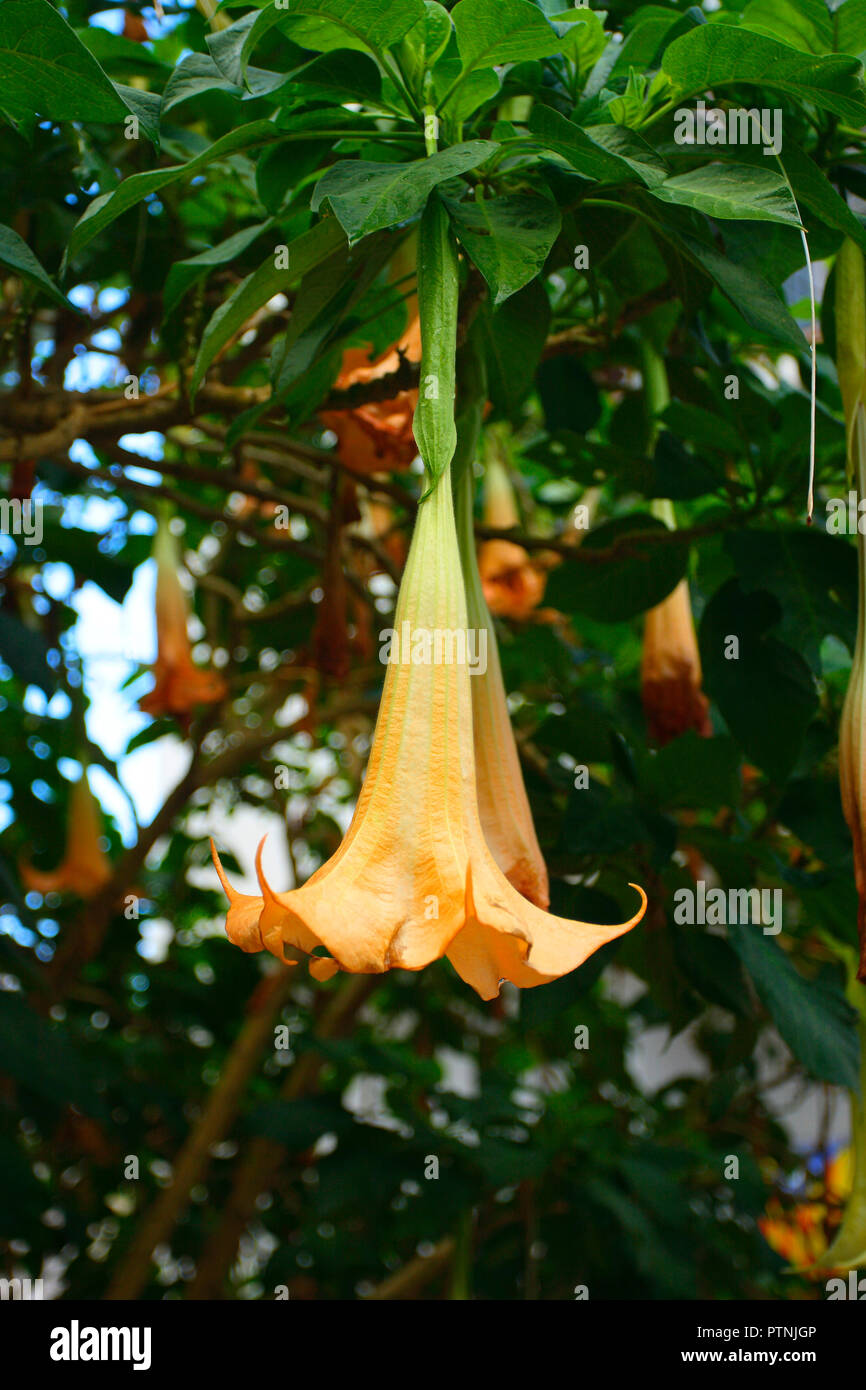 Brugmansia Tree, Datura stramonium. Flower closeup Stock Photo