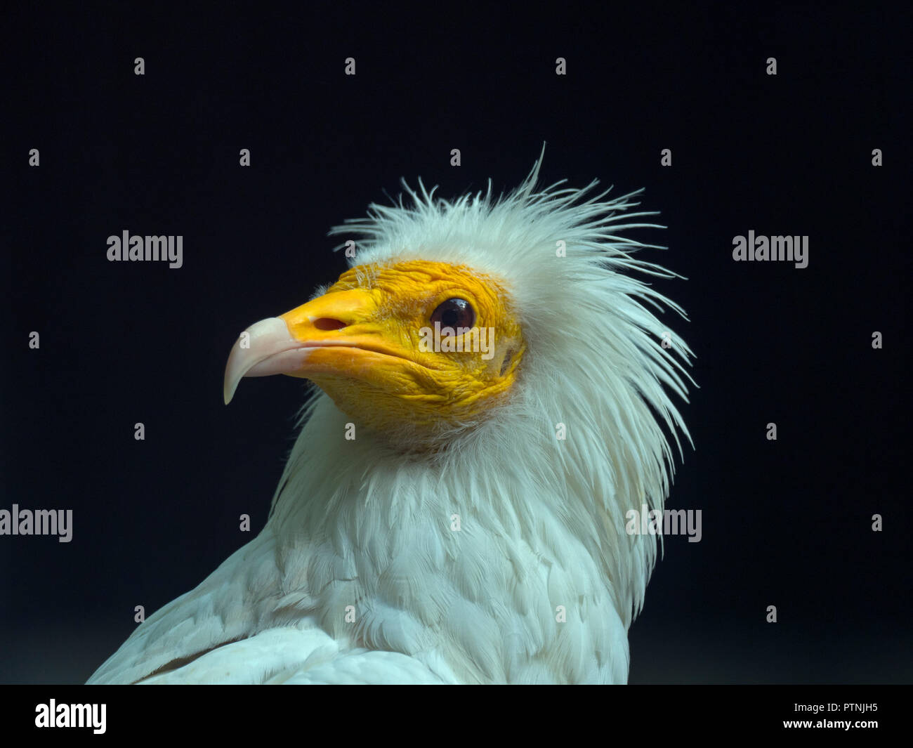 Egyptian vulture Neophron percnopterus Portrait Stock Photo