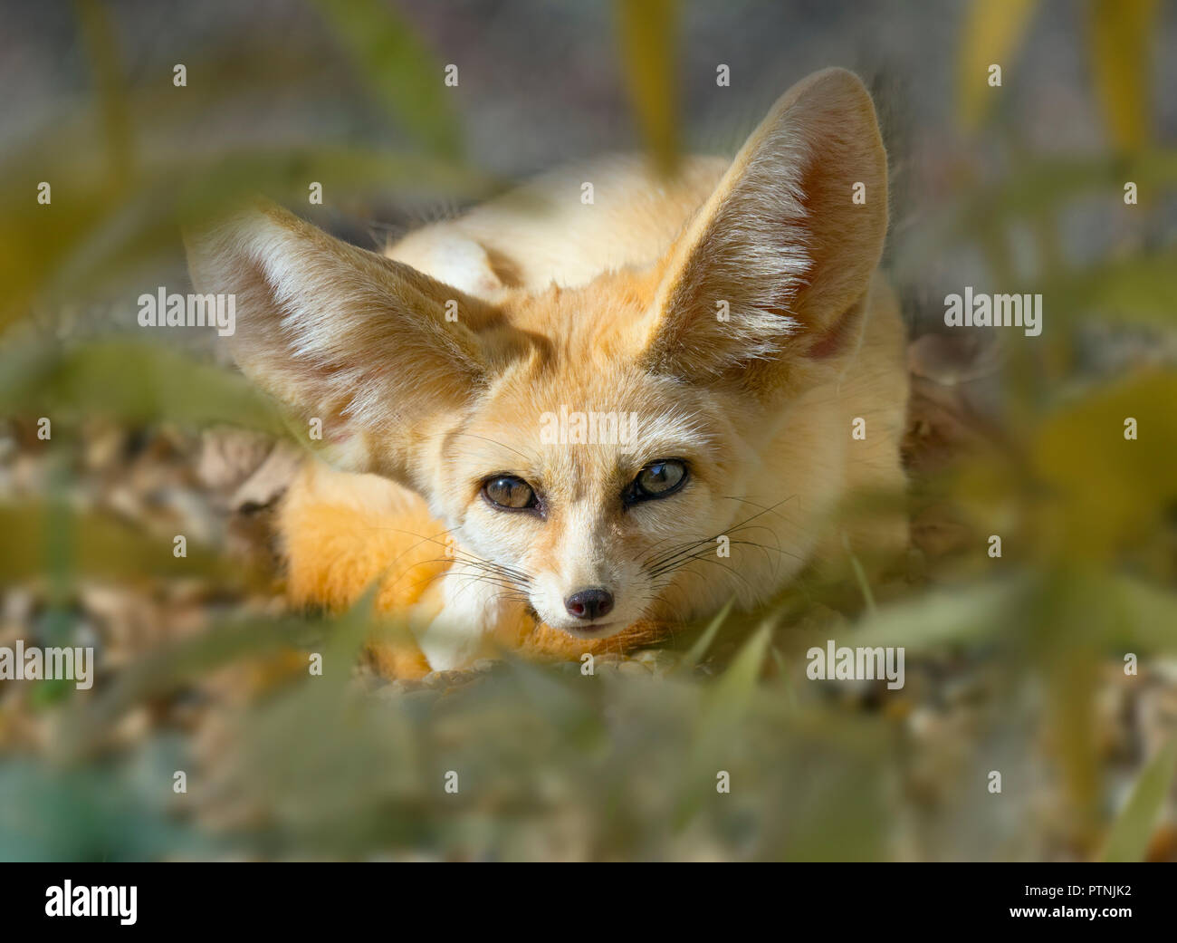 Fennec fox Vulpes zerda sleeping Captive photograph Stock Photo