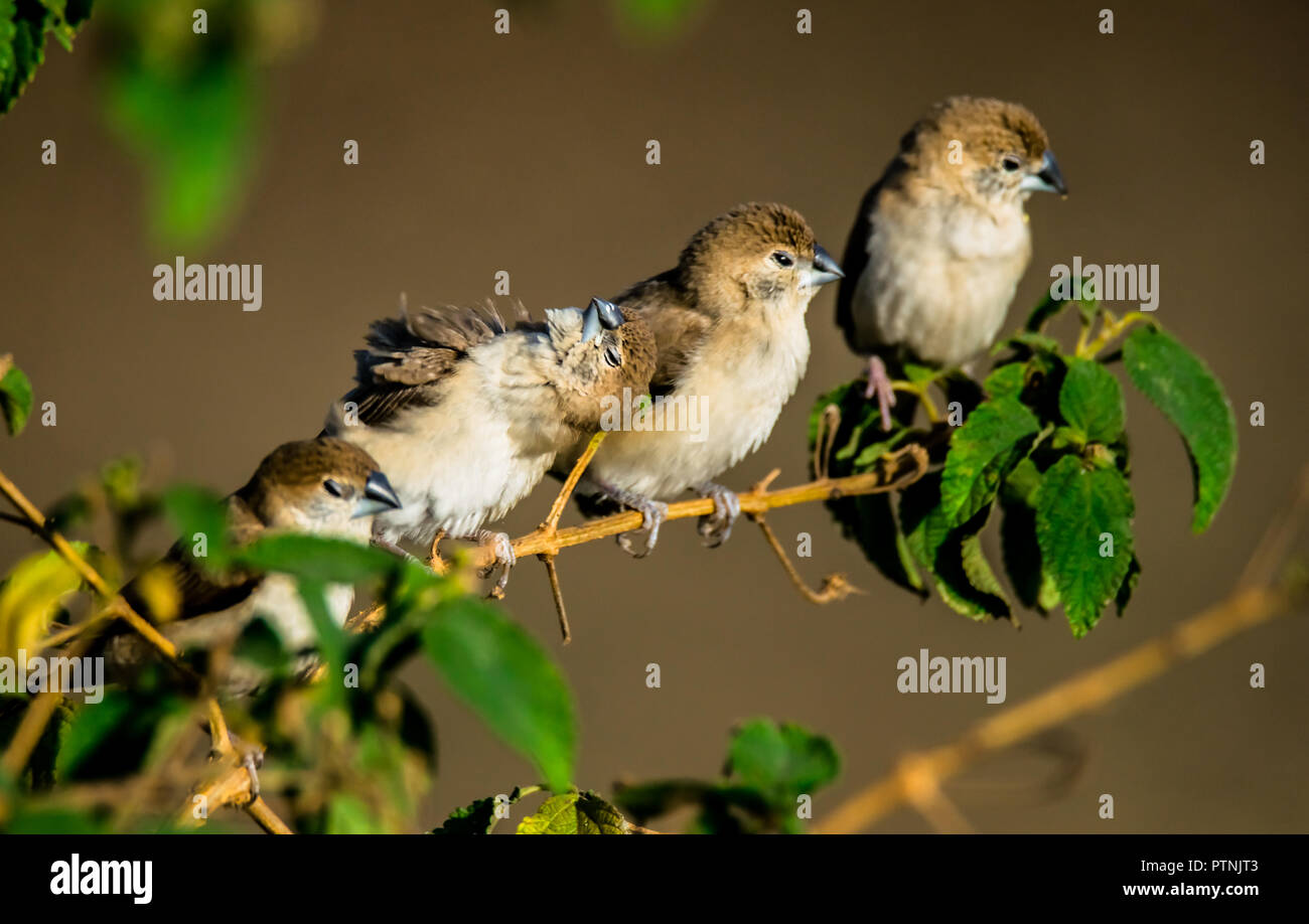 The Indian silverbill or white-throated munia (Euodice malabarica) is a small passerine bird found in the Indian Subcontinent and adjoining regions. Stock Photo