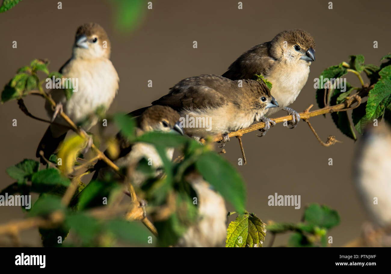 The Indian silverbill or white-throated munia (Euodice malabarica) is a small passerine bird found in the Indian Subcontinent and adjoining regions. Stock Photo