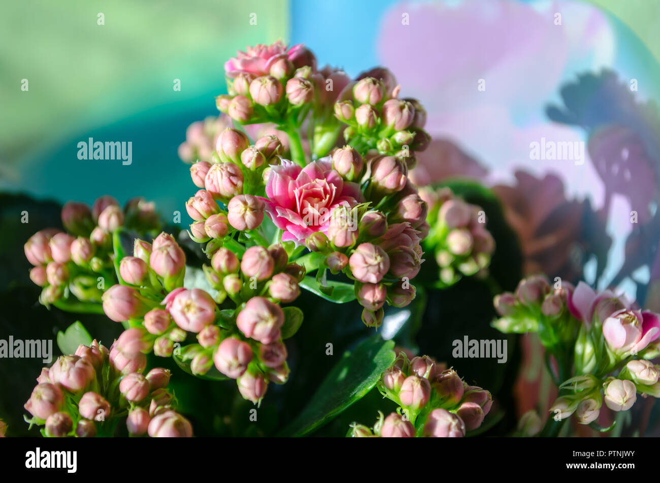 Blossoming buds of pink Kalanchoe with fleshy leaves Stock Photo