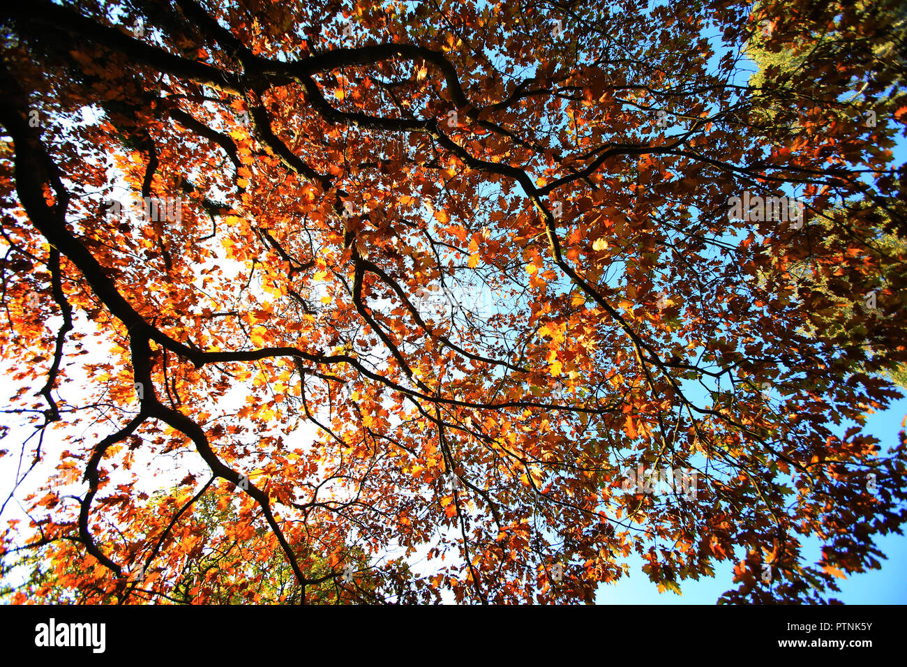 October Solstice Sir thomas and lady dixon park autumn hi-res stock photography and ...