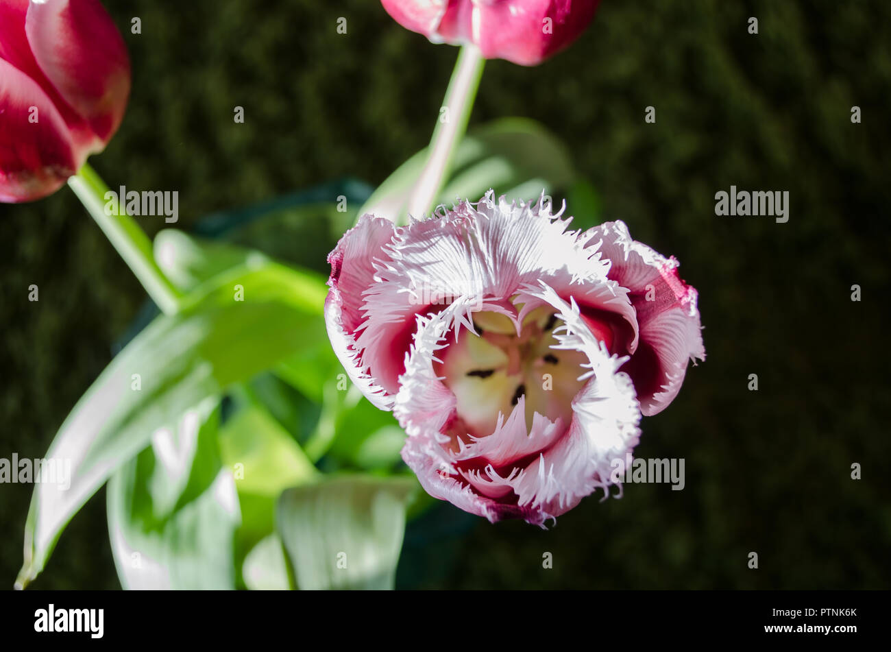 red white tulips with terry petals Stock Photo