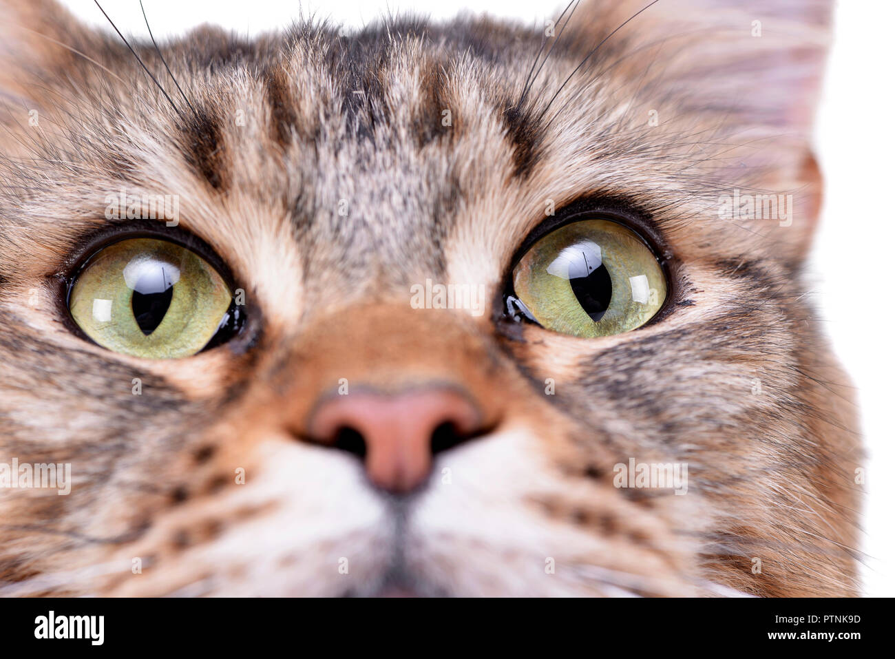 Close portrait of an adorable tabby cat - studio shot, isolated on ...