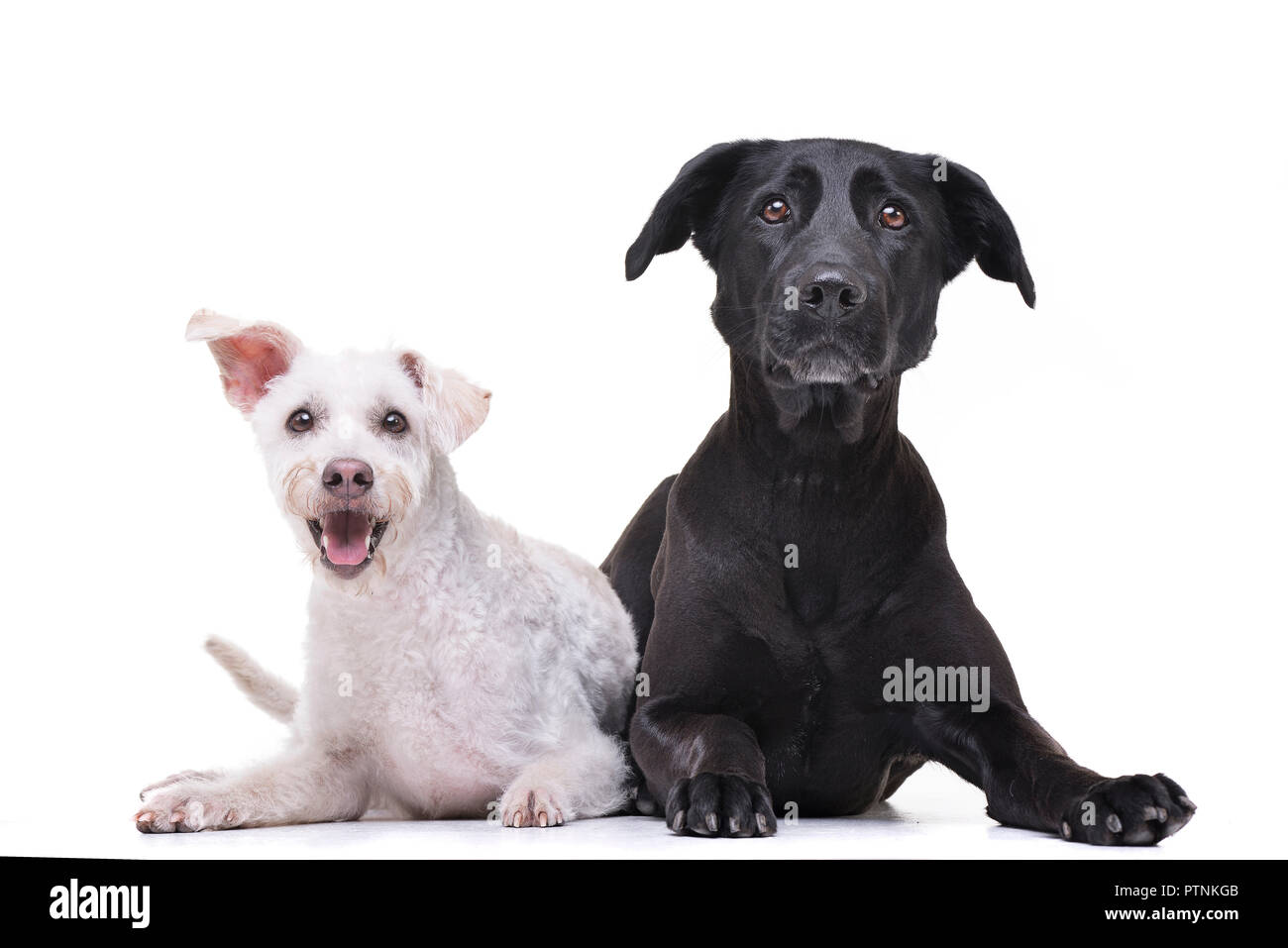 Studio shot of two adorable mixed breed dog lying on white background ...