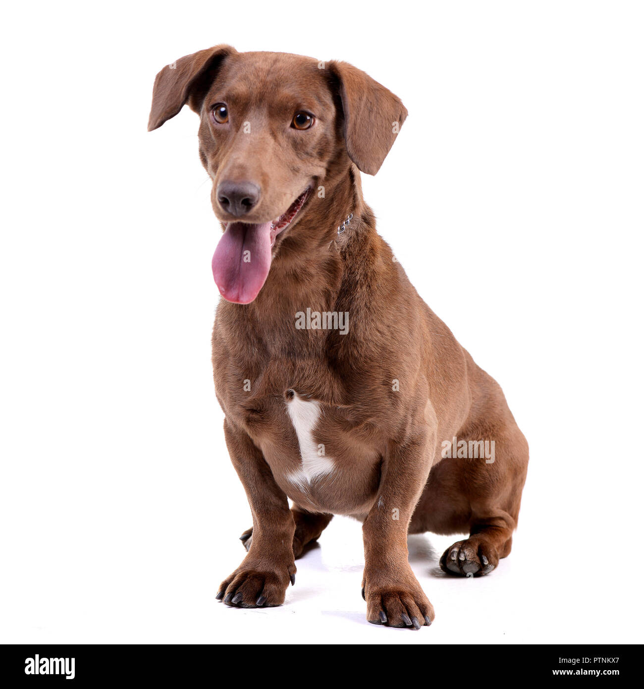 Studio shot of an adorable mixed breed dog sitting on white background ...
