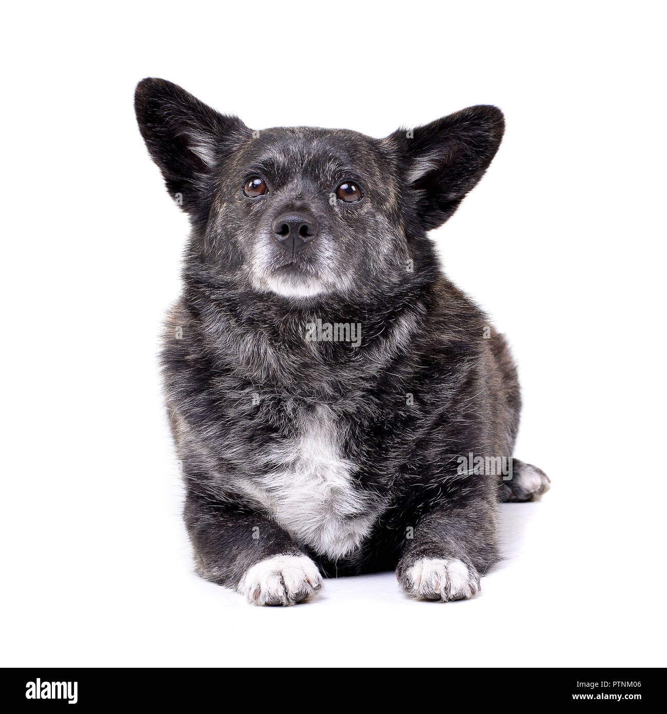 Studio shot of an adorable mixed breed dog lying on white background ...