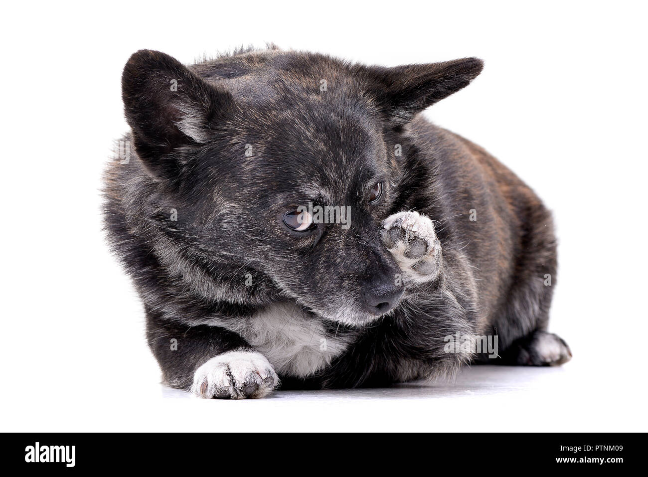 Studio shot of an adorable mixed breed dog lying on white background ...