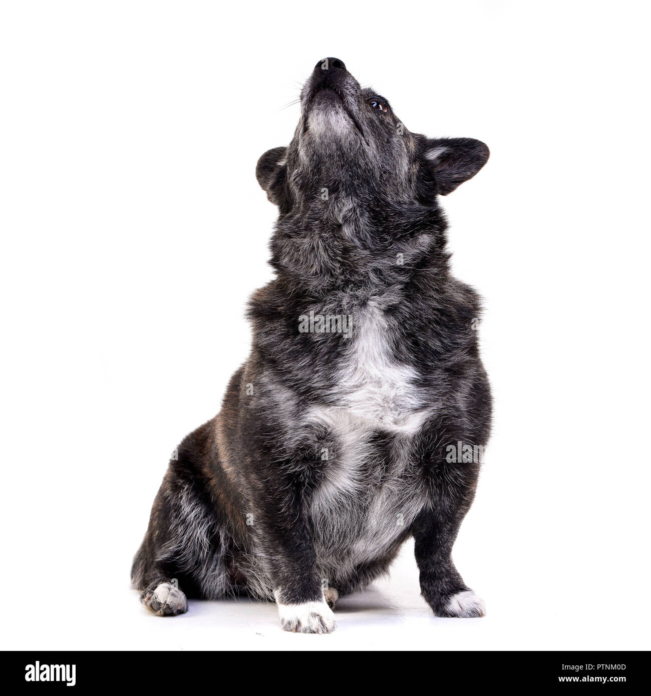 Studio shot of an adorable mixed breed dog sitting on white background ...