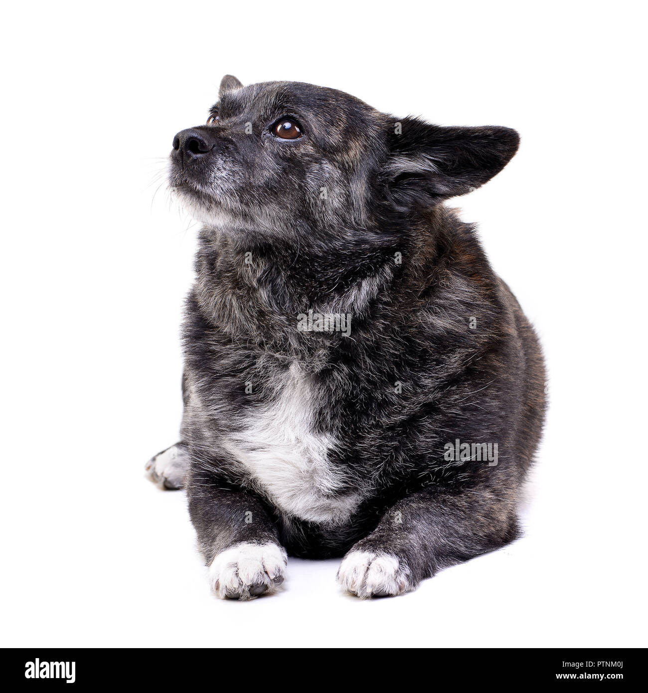 Studio shot of an adorable mixed breed dog lying on white background ...
