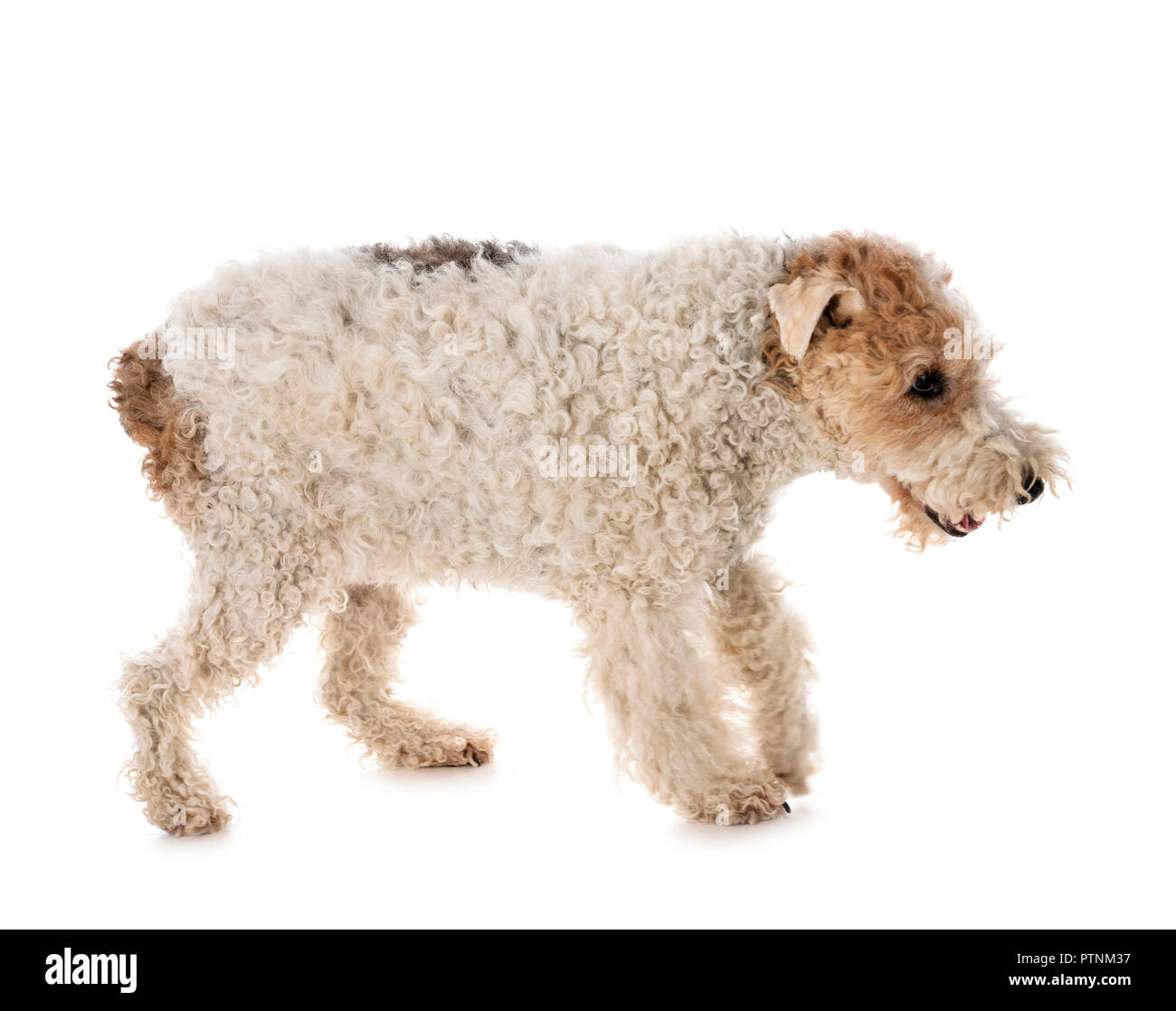 Fox Terrier In Front Of White Background Stock Photo 221752923
