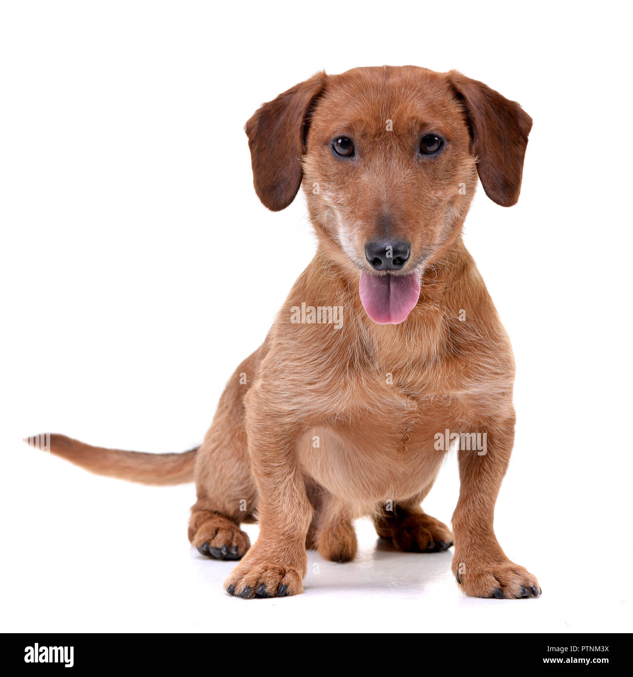 Studio shot of an adorable mixed breed dog sitting on white background ...