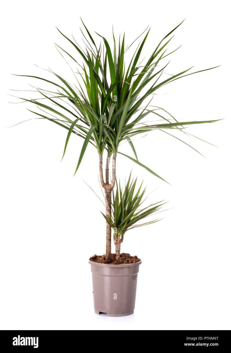 dracaena plant in front of white background Stock Photo - Alamy