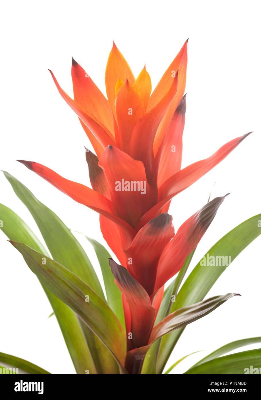 Bromelia potted plant in front of white background Stock Photo