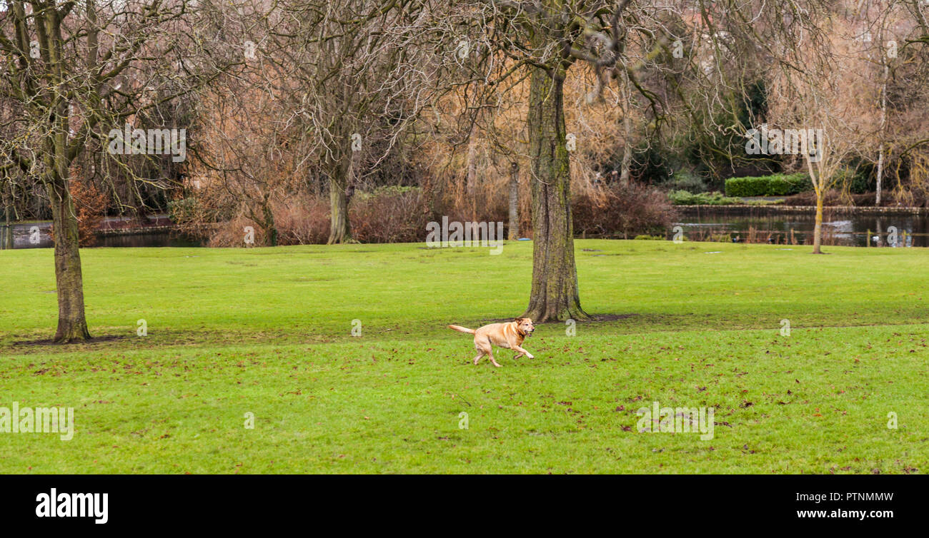A gold coloured Labrador dog running across the grass with a ball in its mouth in Ropner Park,Stockton on Tees,England,UK Stock Photo