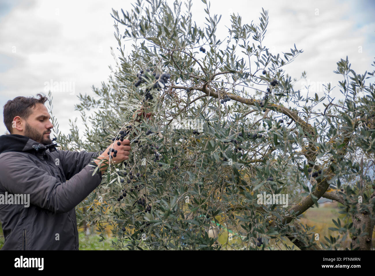 Italy. Farmers at work in harvesting olives in the countryside Stock Photo