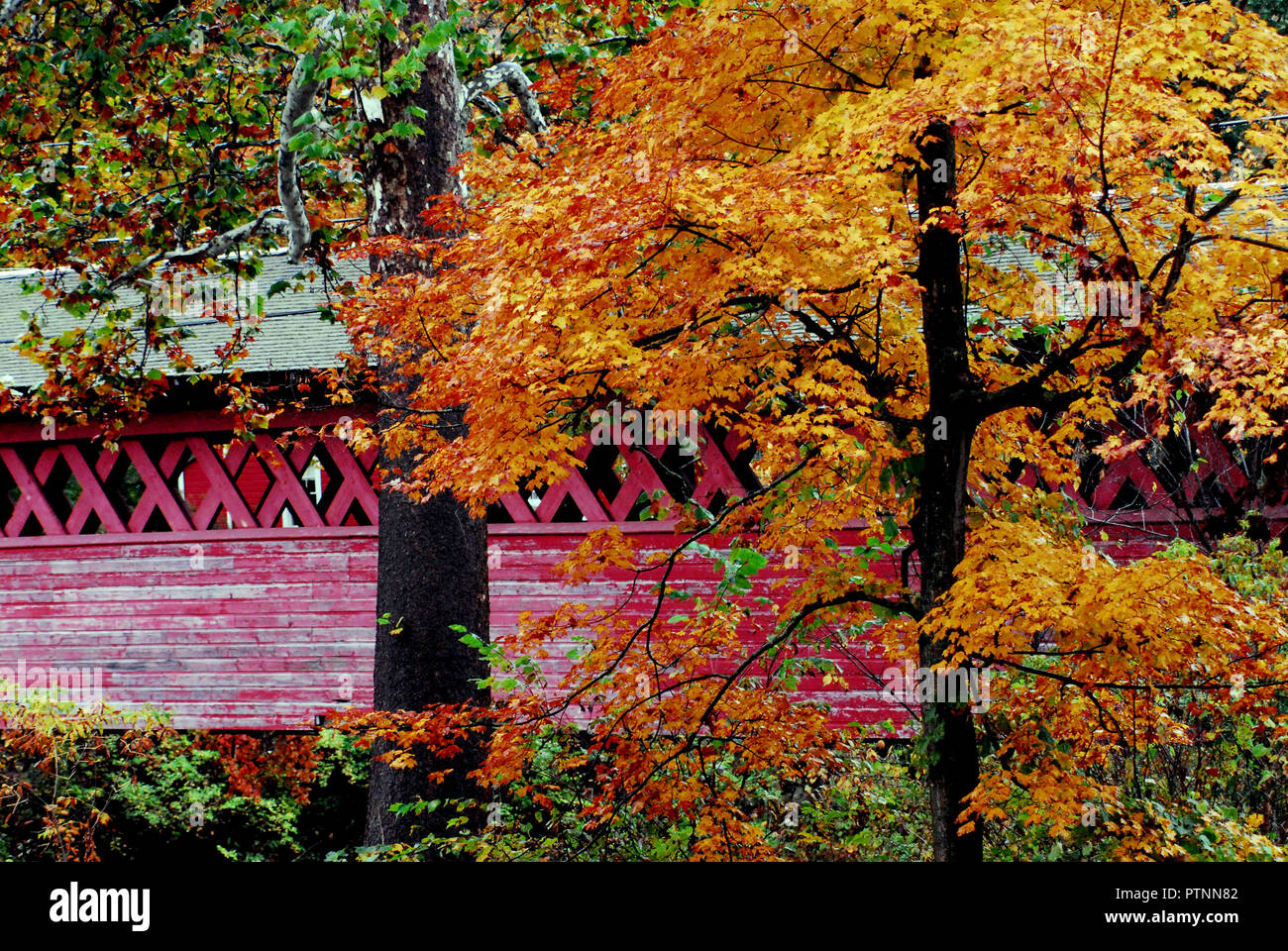 A beautiful scene of Fall colors surrounding the historic Henry covered bridge in Vermont, USA. Stock Photo