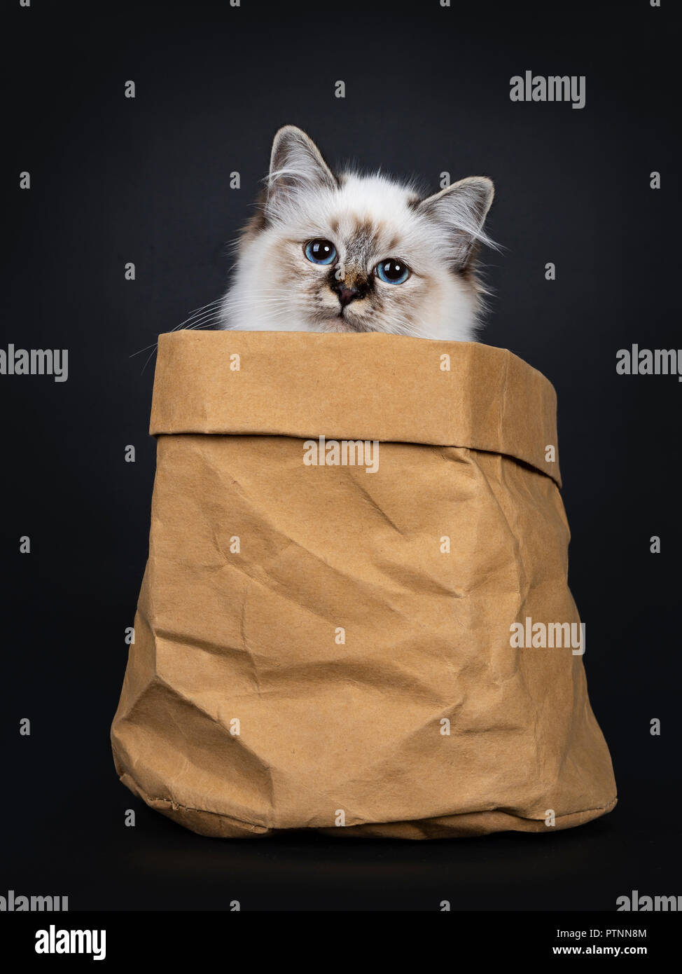 Birman bag sale