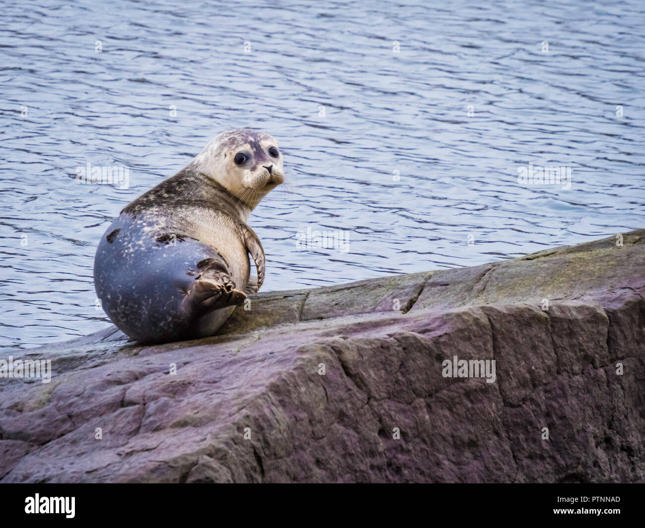 Seal colony in Ytri Tunga in Eastern Iceland Stock Photo