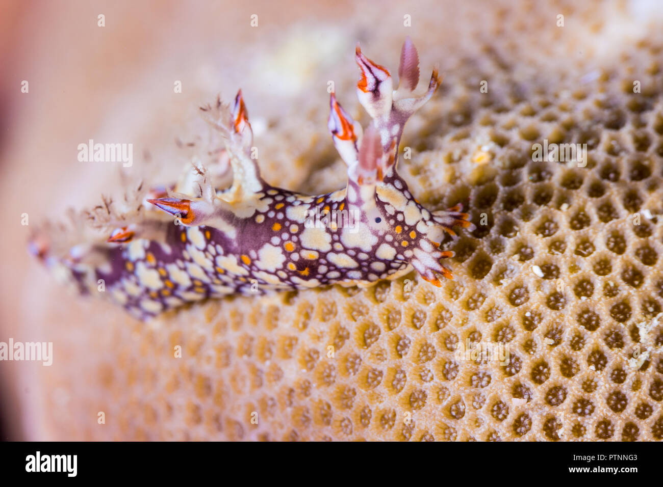 Bornella anguilla, Nudibranch, Sea Slug on the coral reef Stock Photo ...