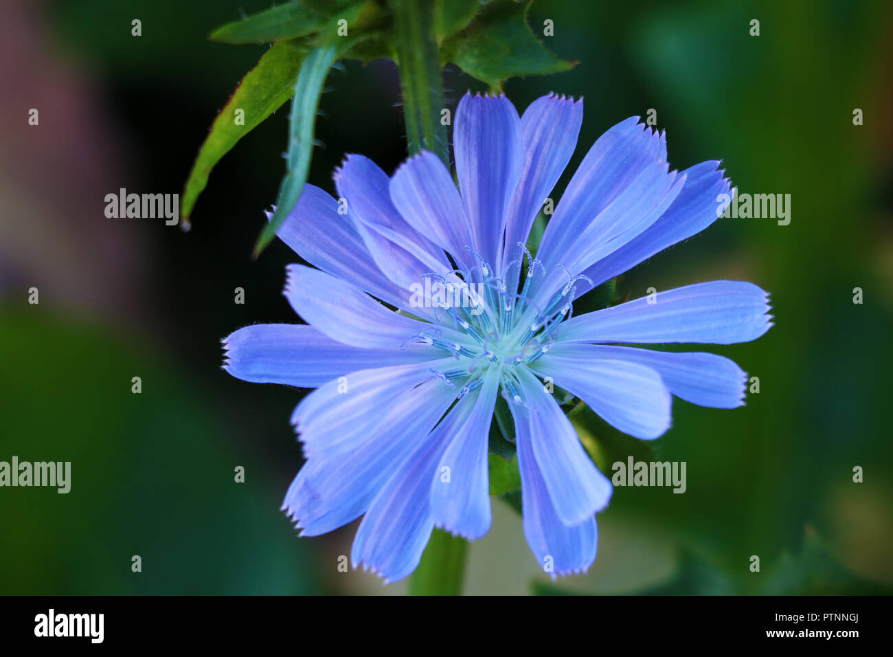Common chicory, Cichorium intybus, is a perennial herbaceous plant of the dandelion family Asteraceae, usually with bright blue flowers. Stock Photo