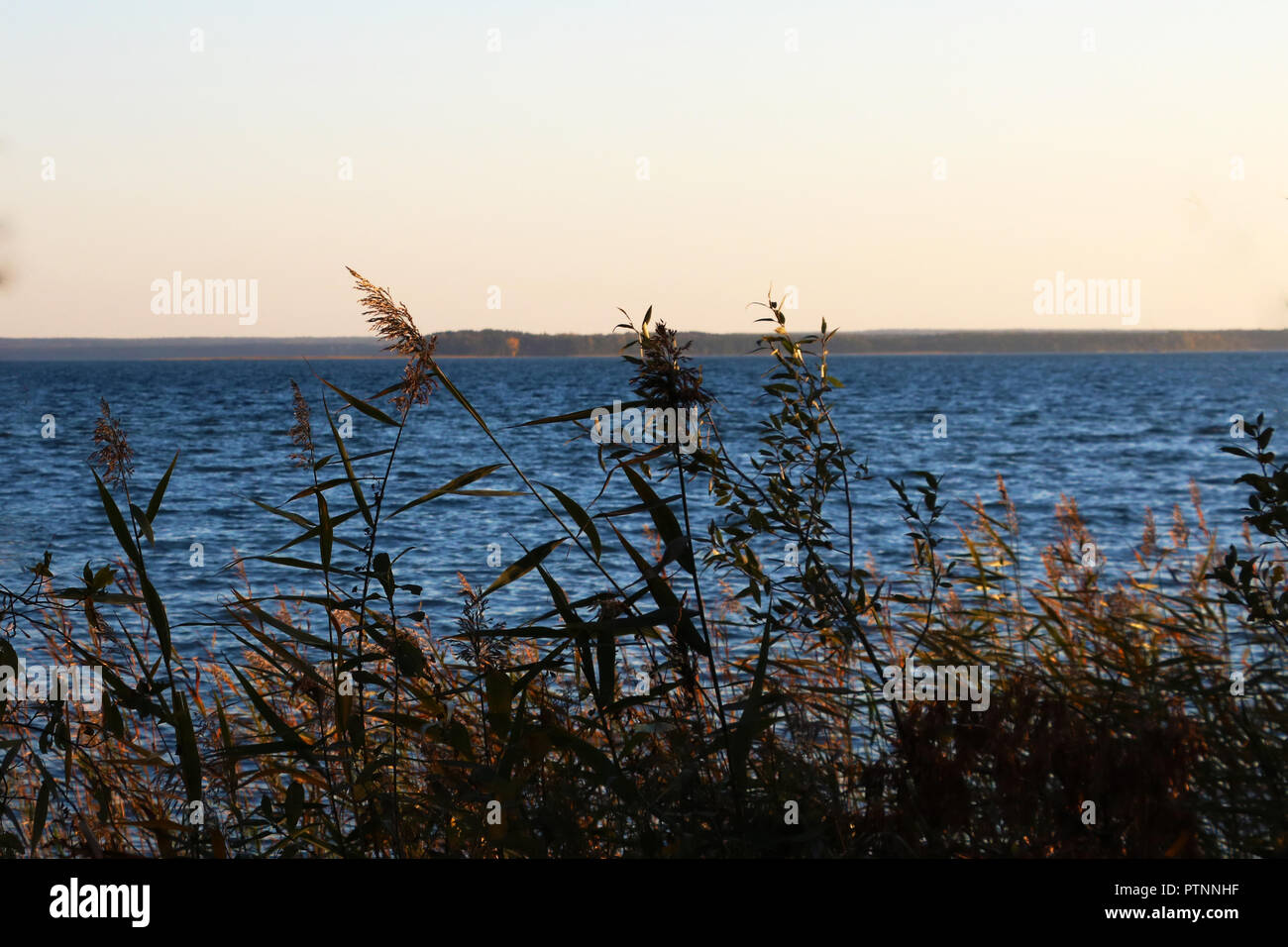 Coastal vegetation on the background of the lake in autumn, background Stock Photo