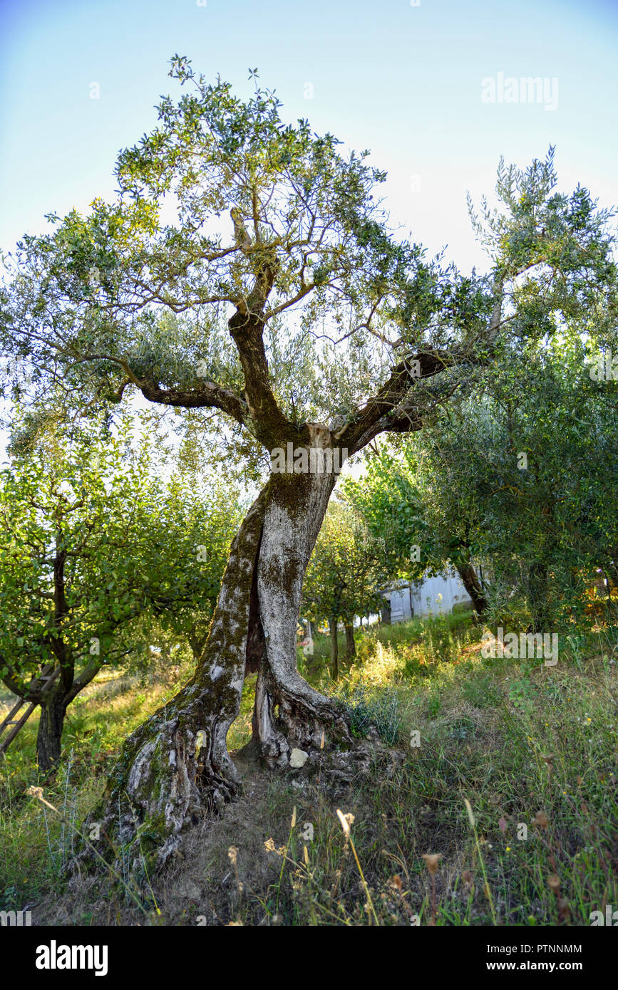 centenary olive tree, cultivation in Umbria, Italy Stock Photo