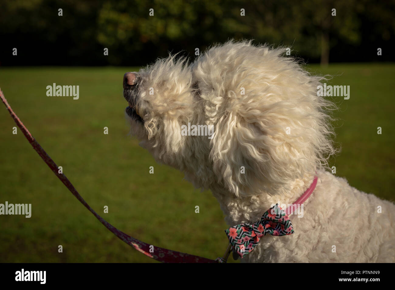 Portrait of white labradoodle dog, pictured outdoors Stock Photo