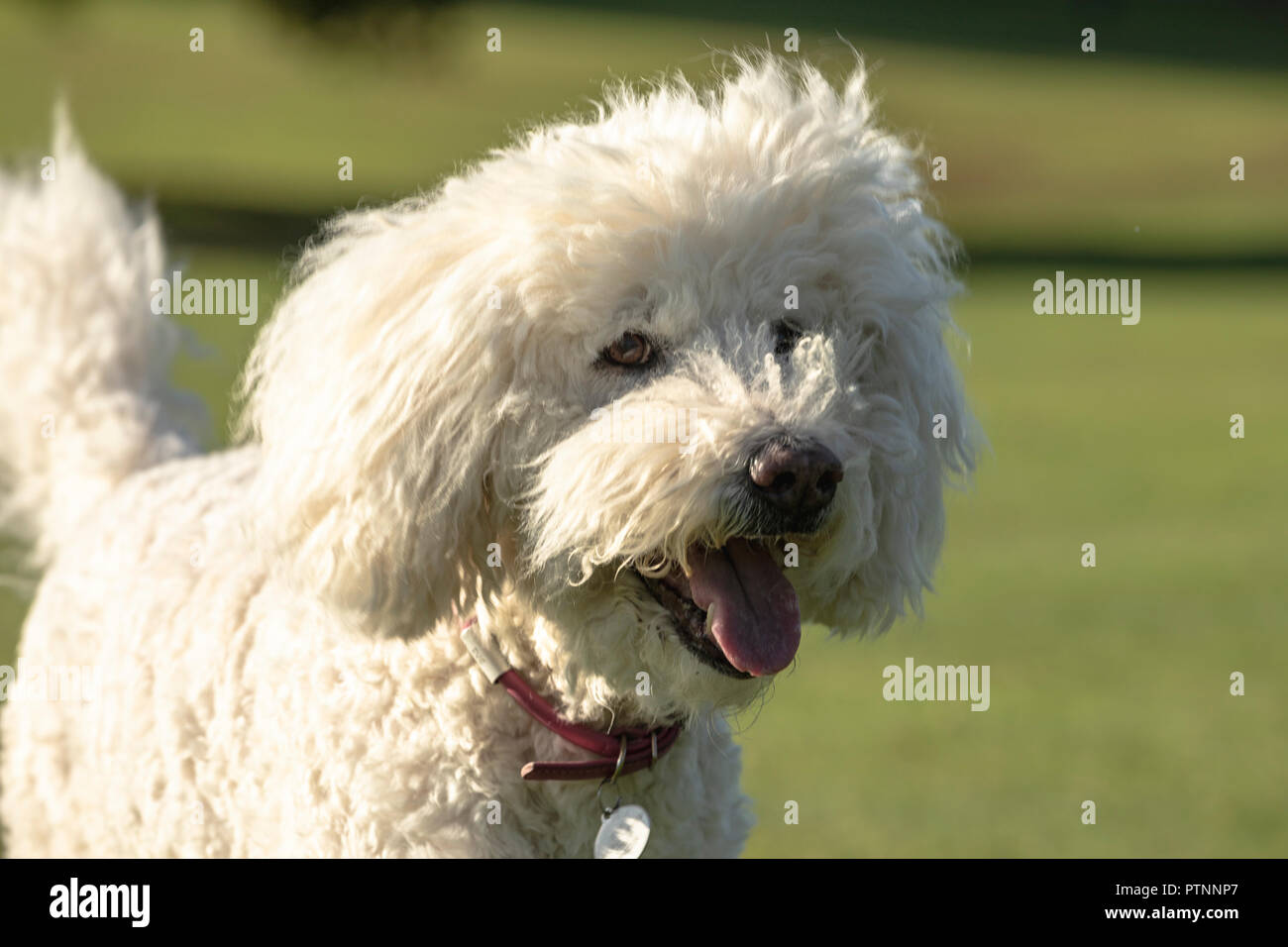White labradoodle dog pictured outdoors Stock Photo