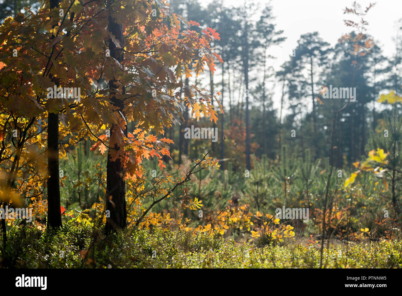 autumn oak trees in forest on sunny day Stock Photo - Alamy