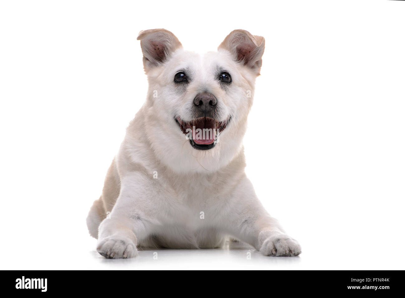Studio shot of an adorable mixed breed dog lying on white background ...