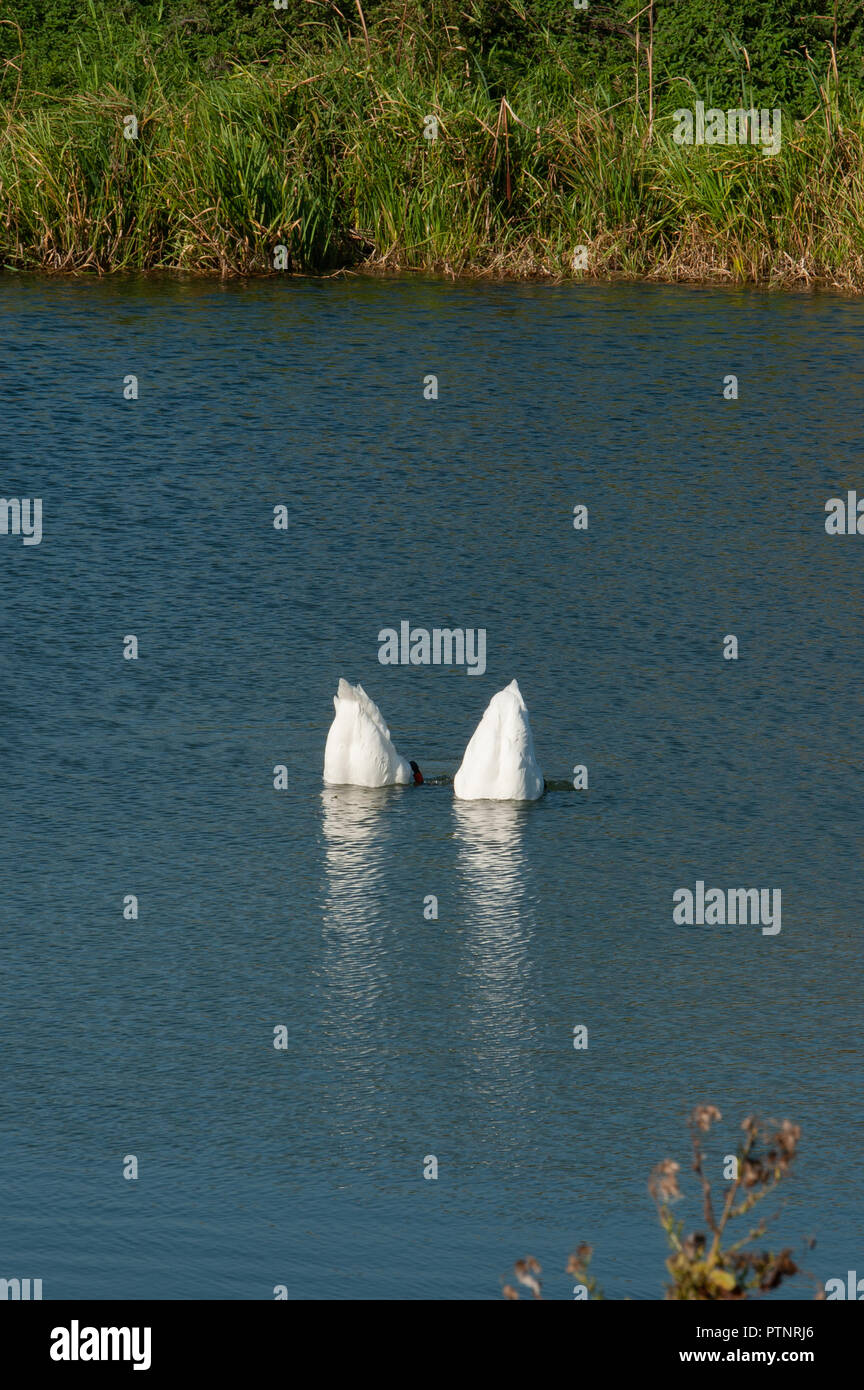 Synchronized Swans Synchronised swimming hi-res stock photography and images - Alamy