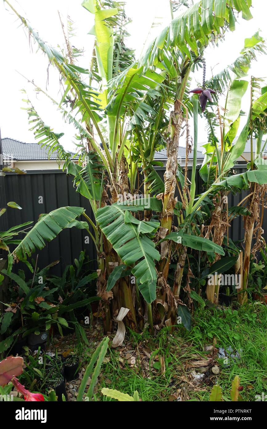 Banana trees growing in the backyard against metal fence Stock Photo