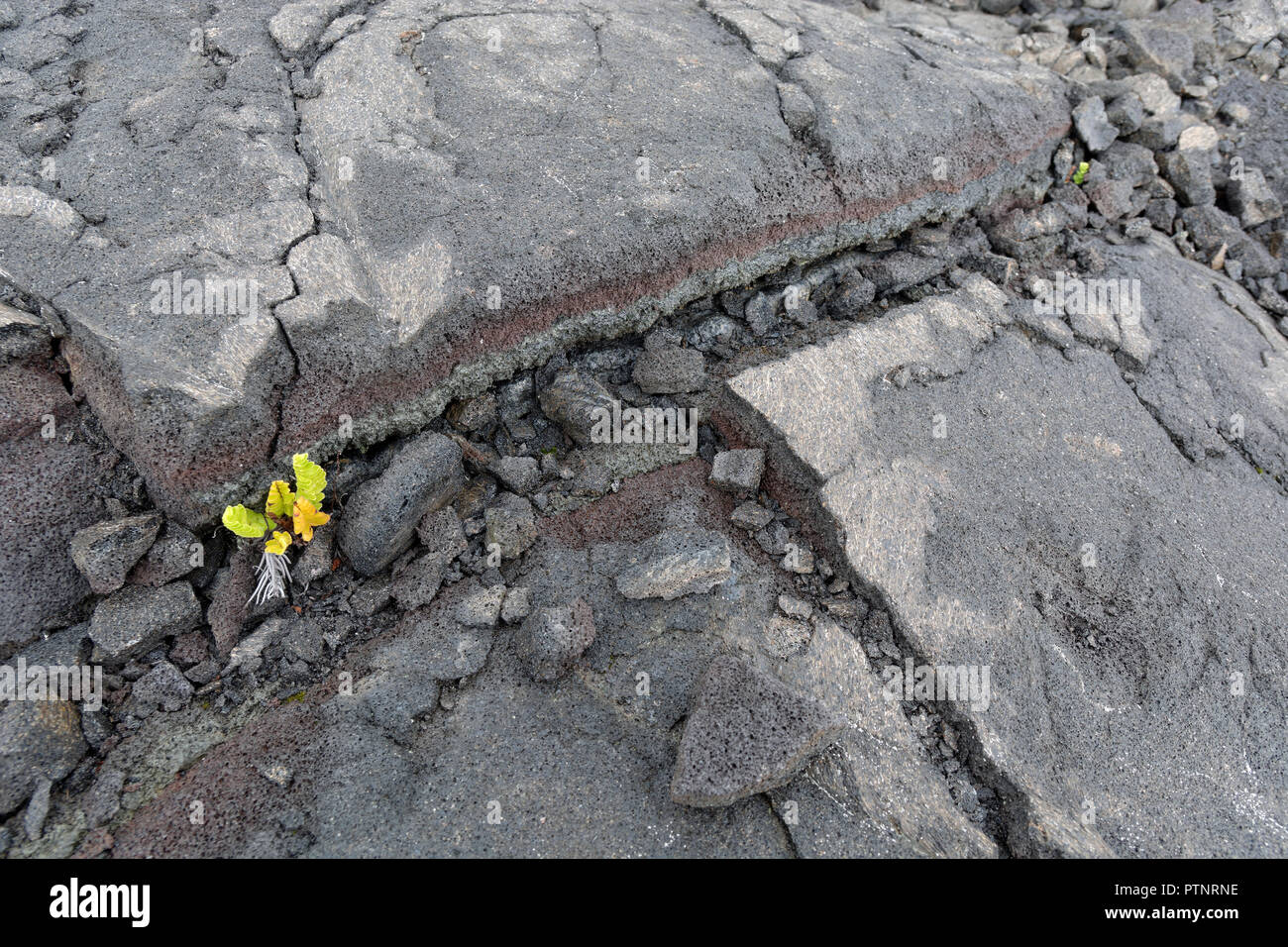 Plant Growing out of Lava, Hawaii Volcanoes National Park, Big Island, Hawaii, United States of America. Stock Photo