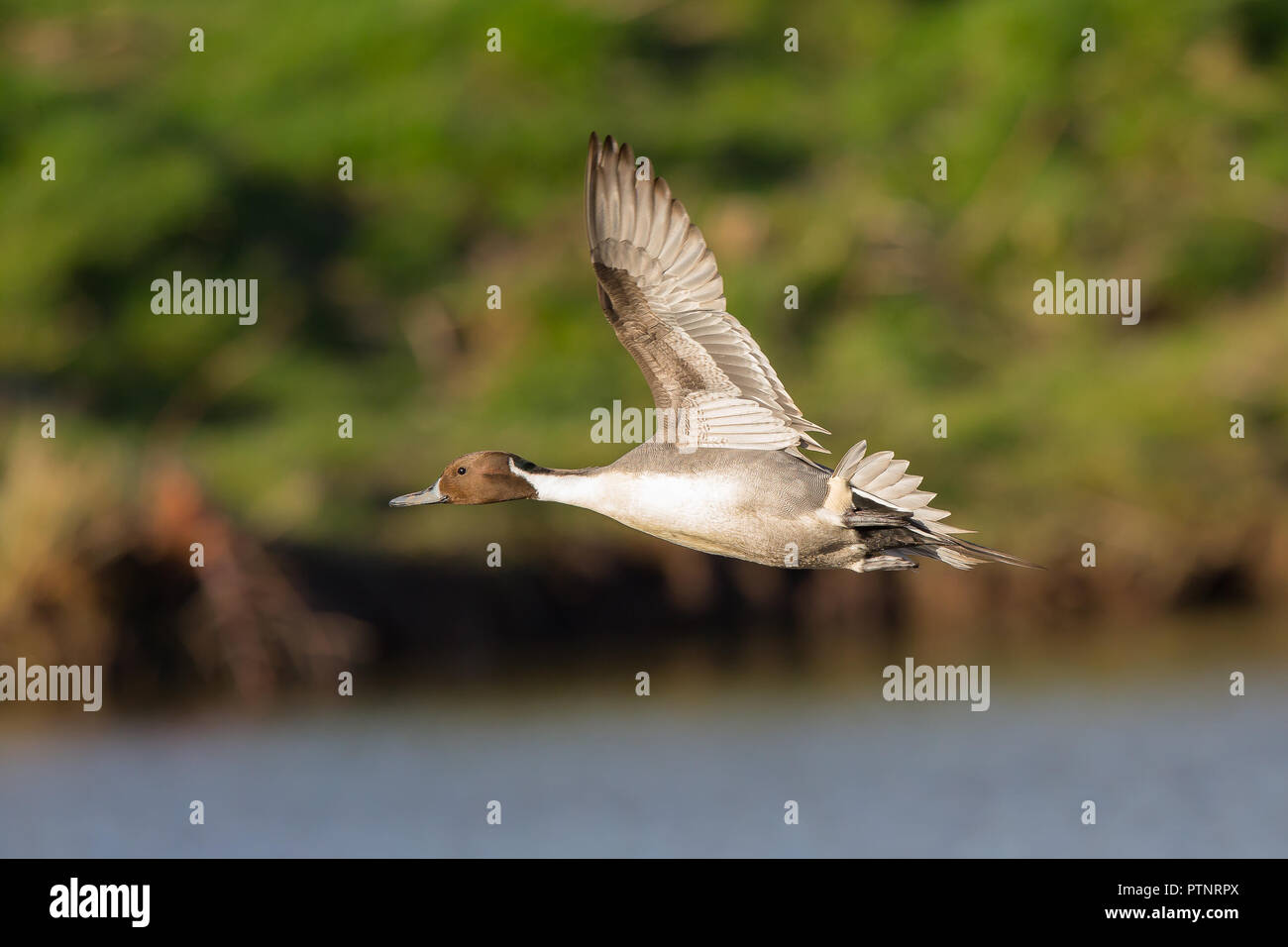 Wild UK Northern pintail drake (Anas acuta) in midair flight facing left, wings raised, gliding. Pintail duck flying free over water. UK ducks. Stock Photo