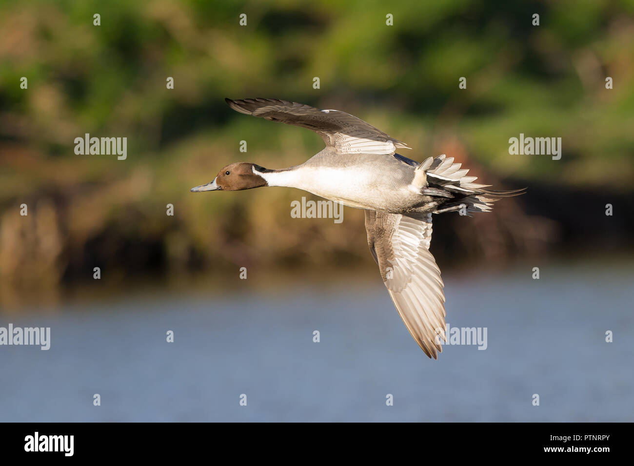 Wild UK pintail drake (Anas acuta) isolated in midair flight, over water, wings spread gliding. Northern pintail duck flying free. UK ducks. Stock Photo