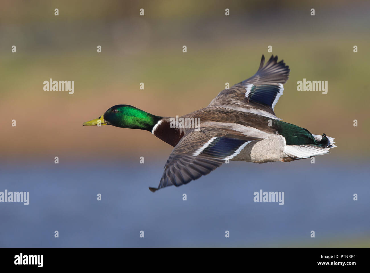 Close up of UK mallard drake (Anas platyrhynchos) isolated in midair flight, facing left, wings outstretched. High angle duck flying free over water. Stock Photo
