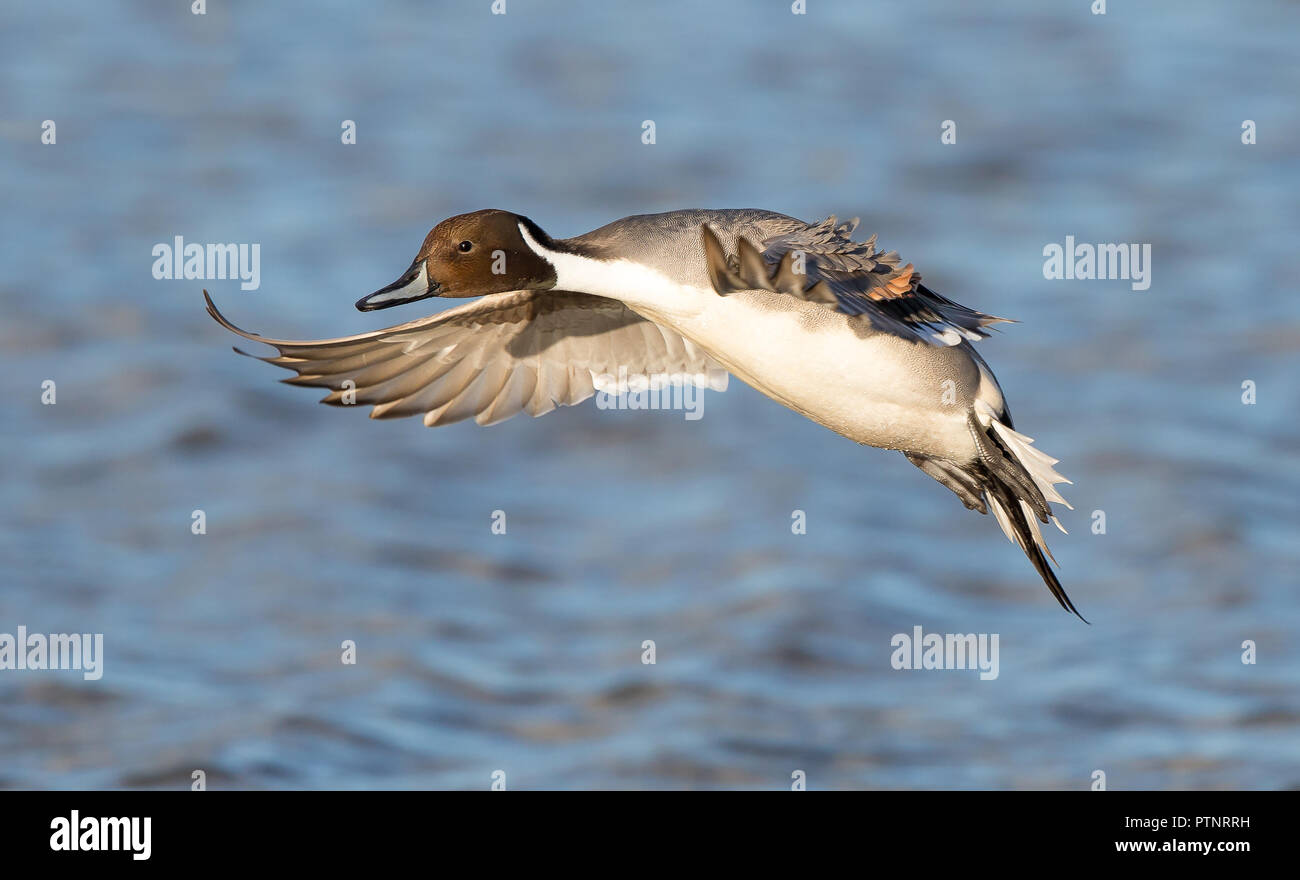 Wild Northern pintail drake (Anas acuta) landing over UK water, facing left, wings spread showing feathers. Stock Photo