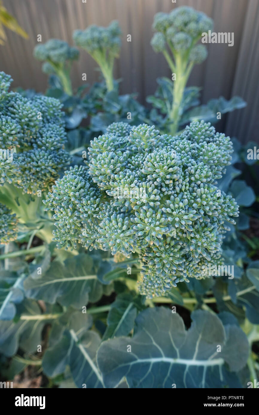 Growing broccoli on a vegetable patch Stock Photo