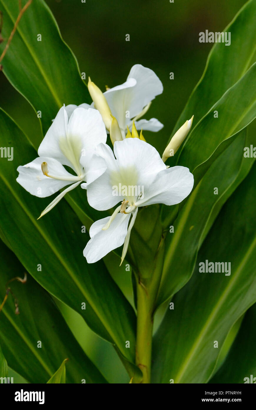 White Ginger lily (Hedychium coronarium) in the wild, Atlantic Rainforest, Southern Brazil Stock Photo