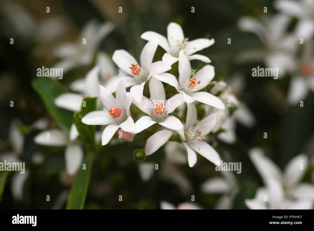 Jasmine Blossom Stock Photo