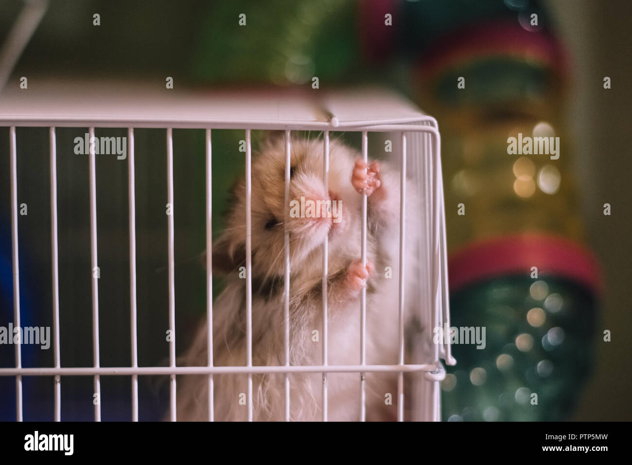 Cute funny hamster sitting in a cage Stock Photo - Alamy