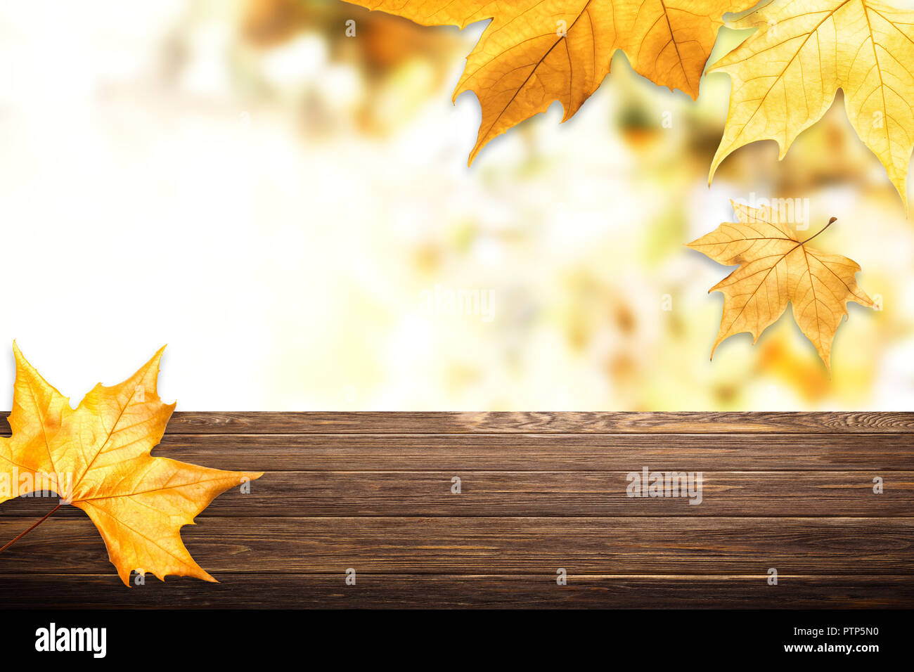 Background with yellow maple leaves. Аutumnal colored. Frame from autumn leaves. Soft focus. Stock Photo