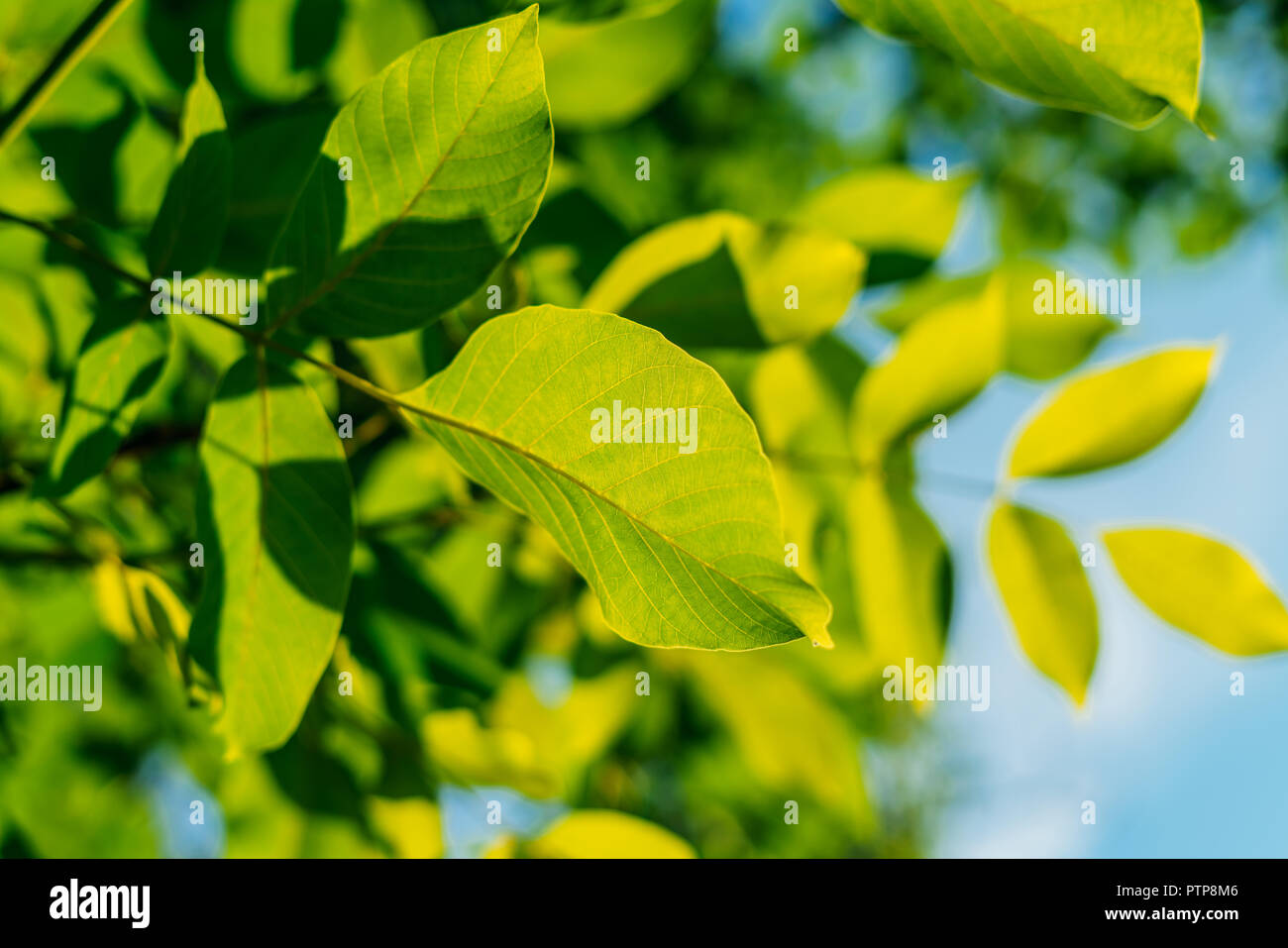Green tree leaves hi-res stock photography and images - Alamy