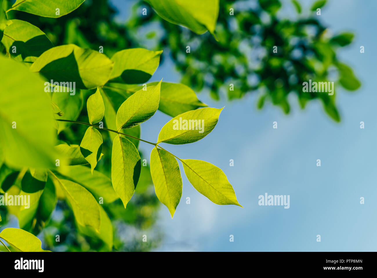 Green tree leaves hi-res stock photography and images - Alamy