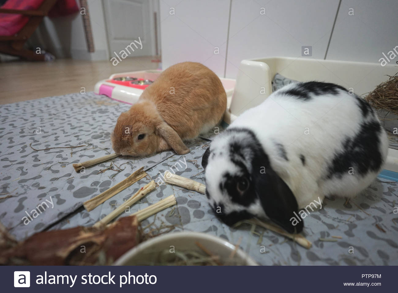 Rabbit Bunny Holland Lop Brown And Broken Black With Hay And Sweet Bamboo Or Black And White Color Enjoy Eating Stock Photo Alamy